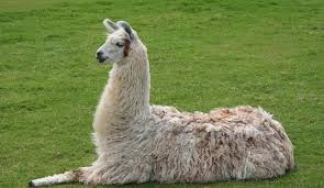 llama